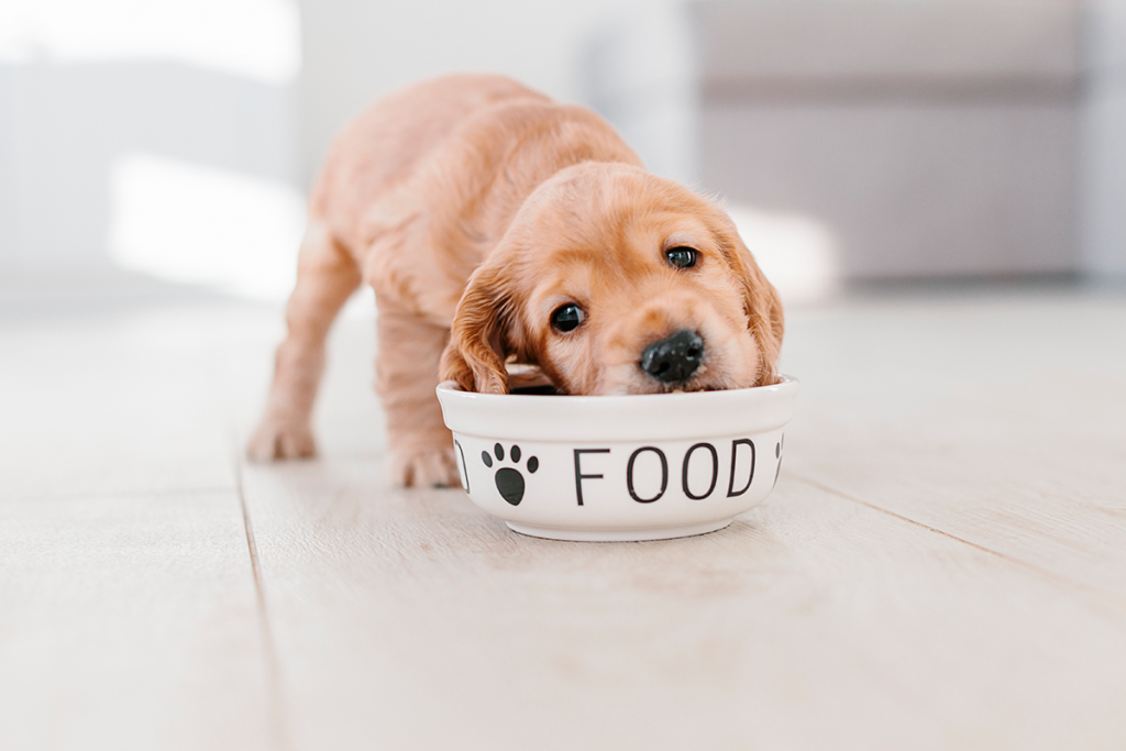 cuáles son los mejores alimentos para perros en chile