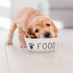 cuáles son los mejores alimentos para perros en chile