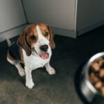 cuáles son los mejores alimentos súper premium para perros en chile