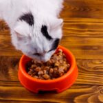 mejores alimentos húmedos para gatos en chile